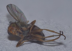 Heleomyzidae