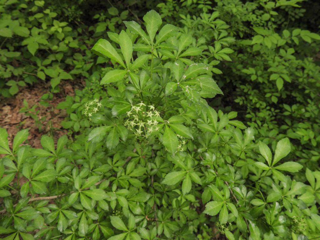 Eleutherococcus sieboldianus; photograph author not stated, no rights reserved