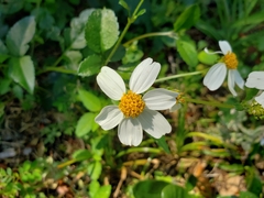 Bidens alba