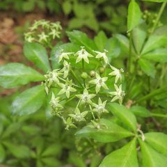 Eleutherococcus sieboldianus, photograph author not stated, no rights reserved