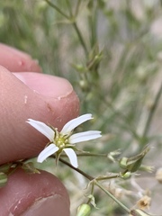 Eremogone stenomeres