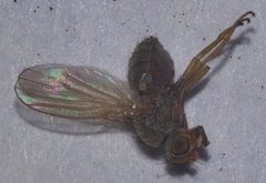 Heleomyzidae
