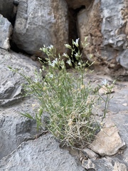 Eremogone stenomeres