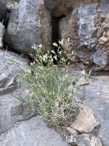 Meadow Valley sandwort (Arenaria stenomeres)