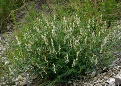 Vicia costata