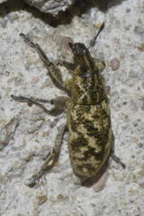 Cyphocleonus dealbatus