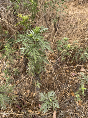 iNaturalist observation photo of western ragweed
