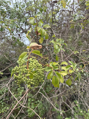iNaturalist observation photo of blue elder