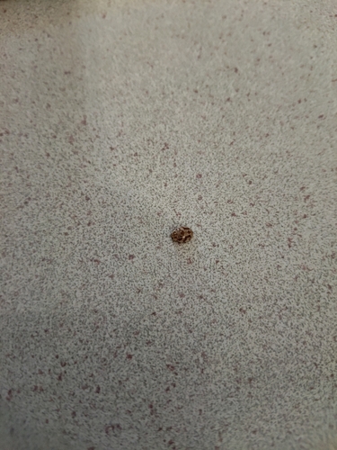 18-spot Ladybird