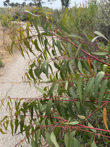 iNaturalist observation photo of River Red Gum
