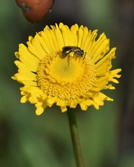 Helenium pinnatifidum