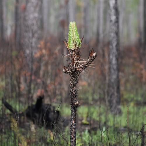 longleaf pine