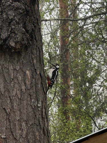 Great Spotted Woodpecker
