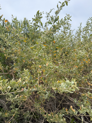 iNaturalist observation photo of big saltbush