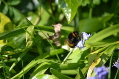 Bombus terrestris