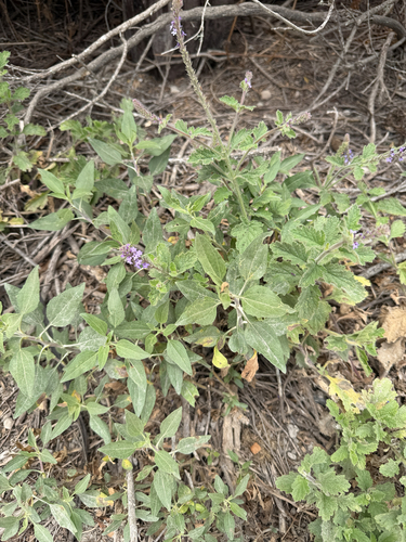 iNaturalist observation photo of western vervain