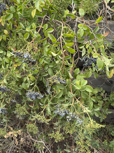 iNaturalist observation photo of blue elder
