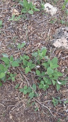 Salvia tomentosa