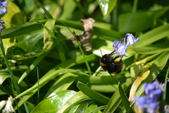 Bombus terrestris