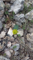 Euphorbia glareosa