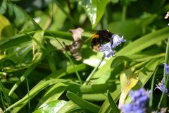 Bombus terrestris
