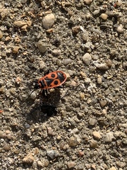 Pyrrhocoris apterus