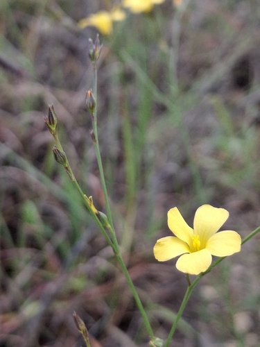 Rock Flax