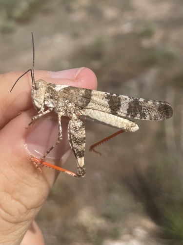 Say's Grasshopper