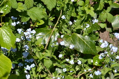 Pararge aegeria