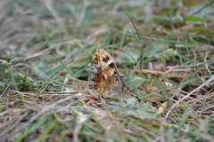 Pararge aegeria
