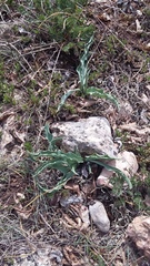 Takhtajaniantha crispa