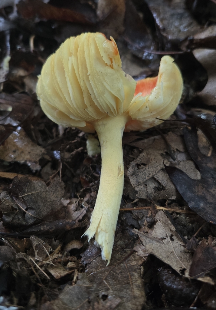 False Caesar's Mushroom · June 2026 · photo: Photo: (c) Ben Gruhot, some rights reserved (CC BY) · iNaturalist