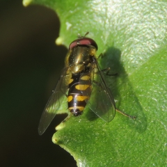 Parasyrphus punctulatus