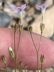 Gilia scopulorum