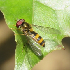 Meligramma cincta