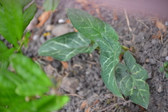 Arum italicum italicum