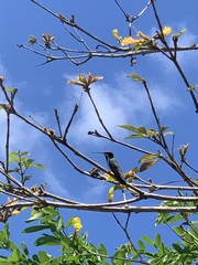 Anthracothorax aurulentus