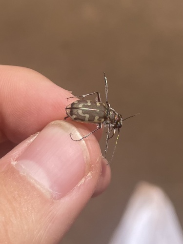 Hairy-necked Tiger Beetle