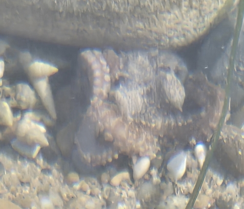 Common Octopus