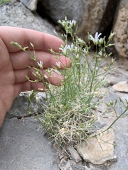 Eremogone stenomeres