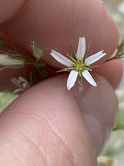 Eremogone stenomeres