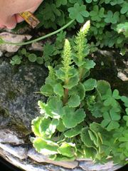 Umbilicus intermedius