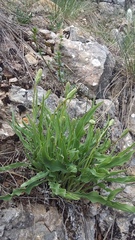 Takhtajaniantha crispa
