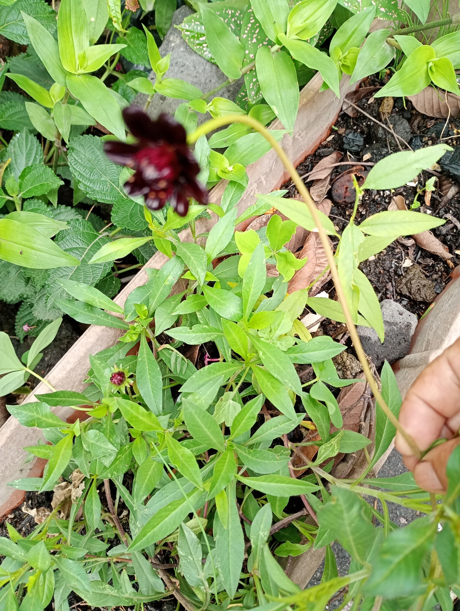 Chocolate cosmos