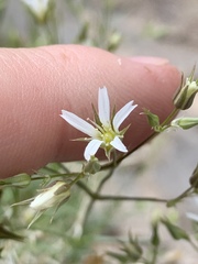 Eremogone stenomeres