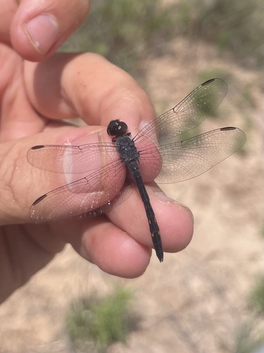 Seaside Dragonlet