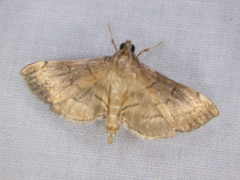 Salbia mizaralis
