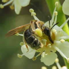 Andrena chrysosceles