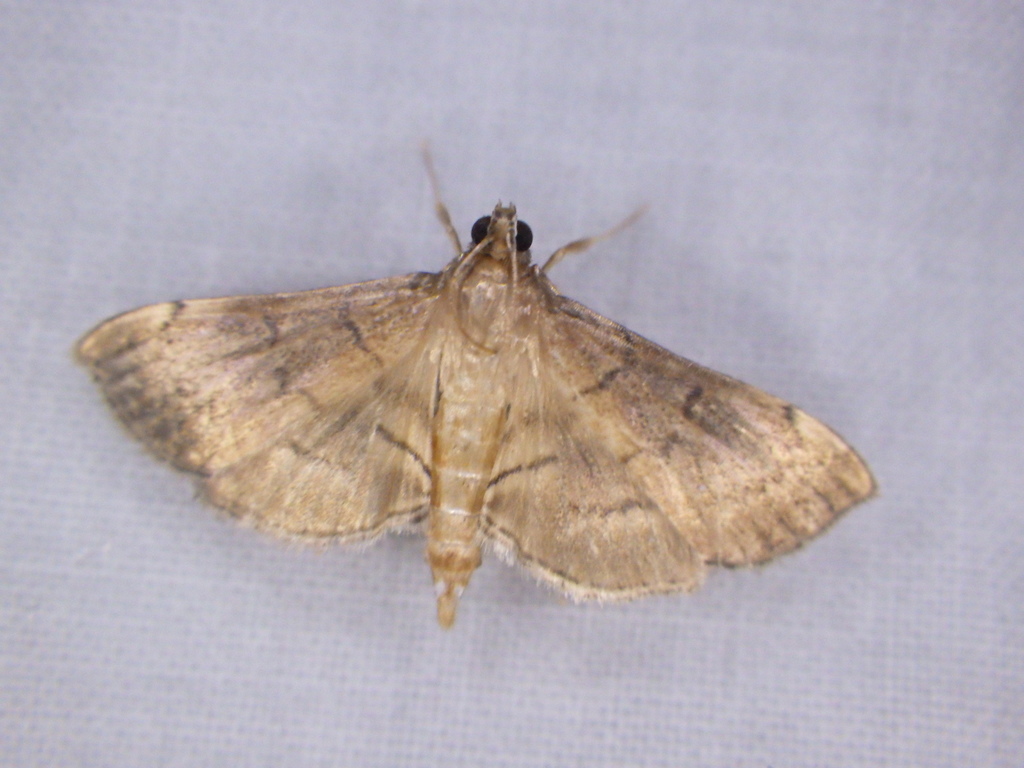 Salbia mizaralis
