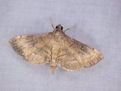 Salbia mizaralis